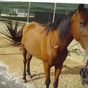 Égua e mula roubadas do Canil de São Francisco de Assis, em Loulé