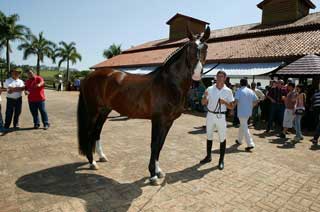 2012 Interagro Collection National Auction Showcases Young Horses and Weanlings
