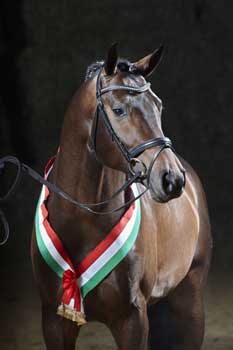 Two Hanoverian Bundeschampions: Franziskus and Corona