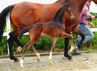 200 mil euros por um filho de «Totilas» (vídeo)