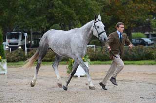 3 Portugueses no Campeonato do Mundo de Cavalos de CCE