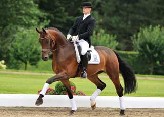 Top Auction for Top Horses