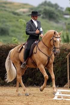 Consulte o Ranking do Campeonato Nacional de Equita&ccedil;&atilde;o de Trabalho 2012