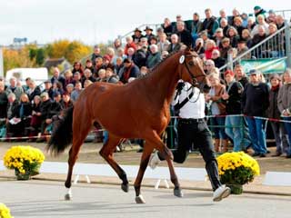 Great Backdrop for the Trakehner Stallions