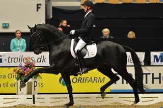 Danish Warmblood Horses Top the Dressage Championships