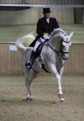 Lusitano do Monte da Tramagueira brilha em Kingswood