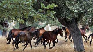 Guarda Civil espanhola investiga vários casos de cavalos barbaramente mortos