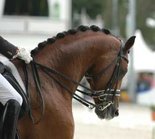 Começam hoje os Campeonatos de Portugal de Dressage 2012 (Actualizada)