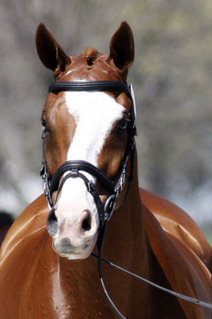 2012 Equine Hall of Fame