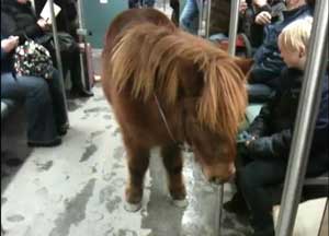 Shetland pony takes a ride on Berlin subway