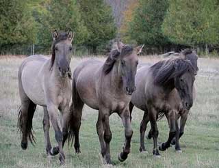 Cavalos Sorraia em França