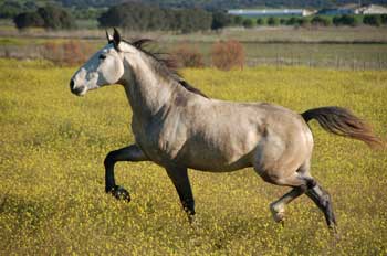 Estudo sobre a diversidade genética no cavalo Lusitano