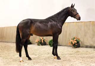 Auction Stallions for KWPN Select Sale Online