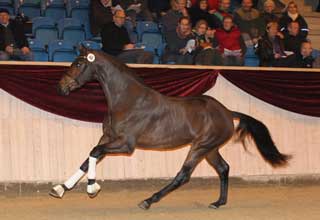Stallion Licensing and Horse Fair on 6-10 March 2013 at MCH Messecenter Herning