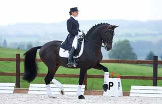 Diamond Hit vendido à Gestüt Sprehe (vídeo)