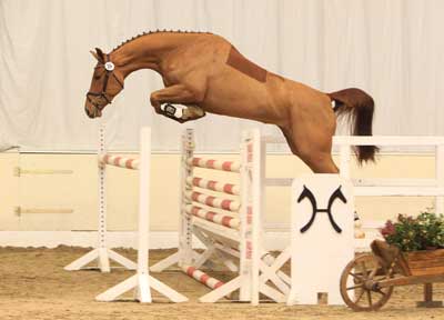 Excellent quality of horses at the Free Jumping Competition in Verden