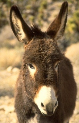 Voluntários transmontanos criam centro de acolhimento para burros