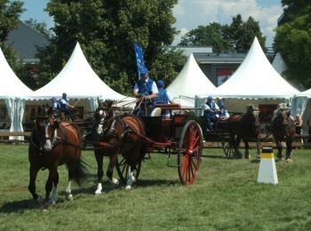 Save European stud culture and biodiversity!