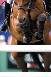 Novo Regulamento de Saltos de Obst&aacute;culos 2013