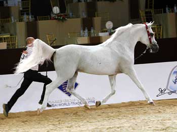 Dubai, o cavalo Árabe em destaque
