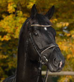 &laquo;Totilas&raquo; sofre nova les&atilde;o