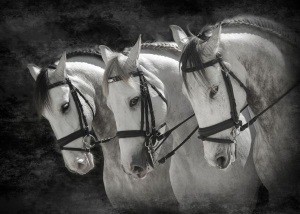 Sons of the Wind Farm Announces 2013 Tour Dates