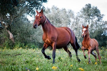 PhotoDreamers Hangout leva Secret&aacute;rio de Estado &agrave; Coudelaria de Alter