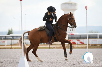 Encontro de Equitação de Trabalho - Golegã