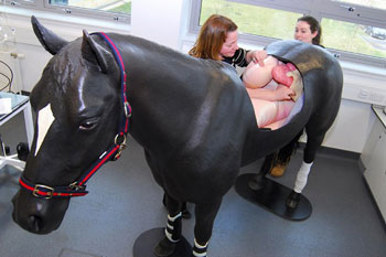 Equine model aids veterinary teaching