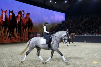 Lusitanos da Yeguada La Perla: um sucesso na Equitana (vídeo)