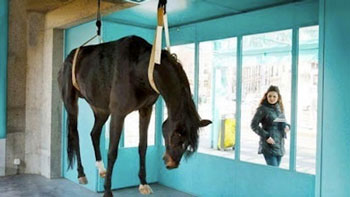 Galeria expõe cavalo morto como peça de arte