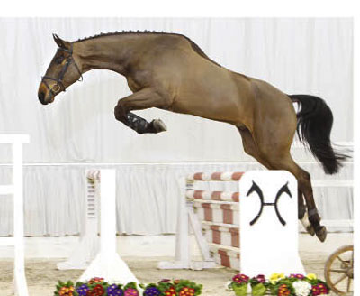 77 Hanoverianos vendidos no Leilão de Verden: 1 Cavalo vem para Portugal (vídeo)