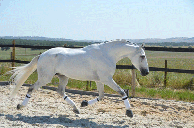 Novo projecto de Dressage na Holanda com o garanhão Don Soberano do MT