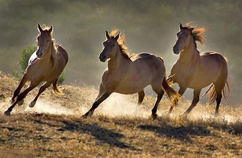 Cavalos ajudam empresas a vencer crises…