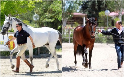 Os 7 Cavalos Portugueses passam no «vet-check» em Madrid
