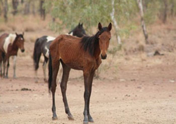10.000 cavalos selvagens serão abatidos na Austrália