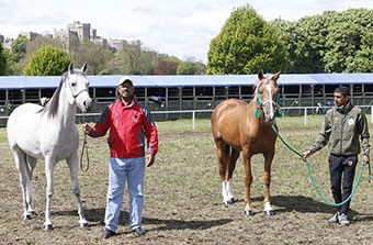 Bahrain’s King offers Queen Elizabeth two Arabian Horses