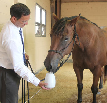 Can Aromatherapy Help Calm Stressed Horses?