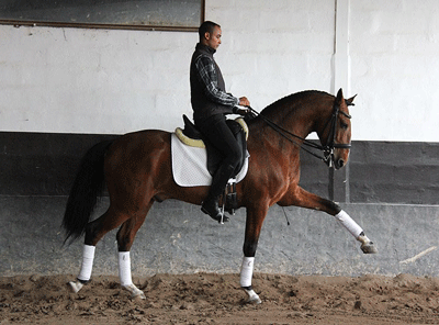 Campolina acolhe Arte Equestre Portuguesa