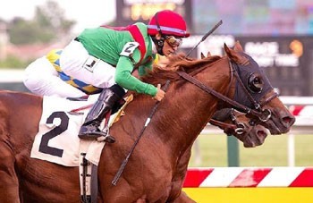 Michael Phelps factura nos... cavalos