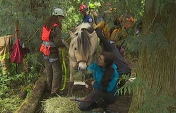 A «horse whisperer» helps save trapped pony