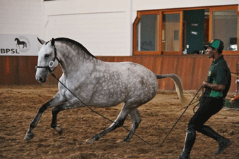 Brasil: Expo &Eacute;gua movimenta criadores do Cavalo Lusitano