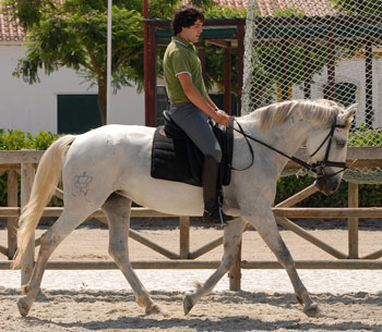 Leilão em carta fechada - «A-Habilidosa»