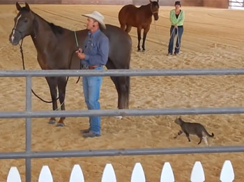 Vídeo de gato a atacar cavalo torna-se viral