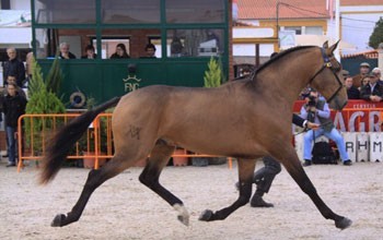 Berber da Brôa ruma a Angola
