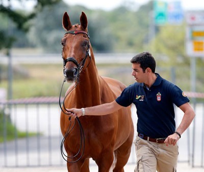Europeu de Dressage: Os 4 cavalos portugueses passam no vet-check em Herning