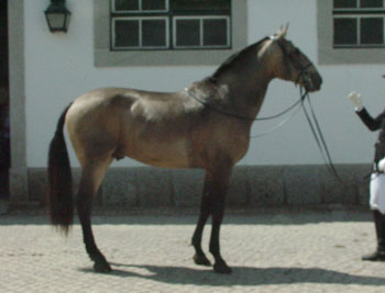 14 Garanhões autorizados à reprodução na Raça Lusitana