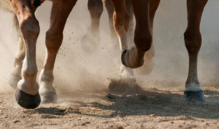 Curso de Equinicultura concentra em Elvas todas as suas atividades
