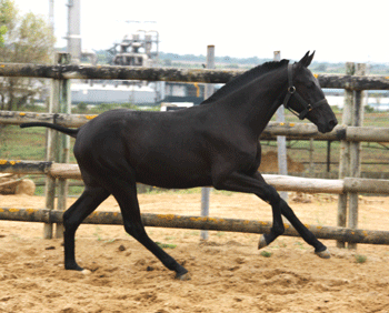 &laquo;P&eacute;rola Negra&raquo; de Totilas parte para Espanha