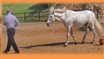 Leadership training with Horses: Técnica inovadora disponibiliza terapia com cavalos